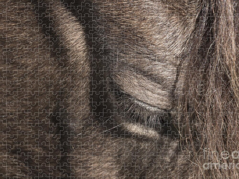 Horse Jigsaw Puzzle featuring the photograph The Kind Eye by Joann Long
