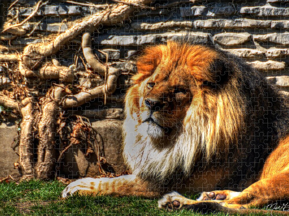 Lion Jigsaw Puzzle featuring the photograph The King LAZY BOY at the Buffalo Zoo by Michael Frank Jr