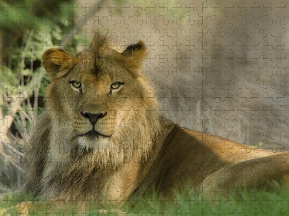African Lion Jigsaw Puzzle featuring the photograph The King of the Jungle by Saija Lehtonen