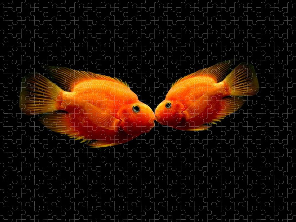 Fish Jigsaw Puzzle featuring the photograph The Kiss by Heike Hultsch