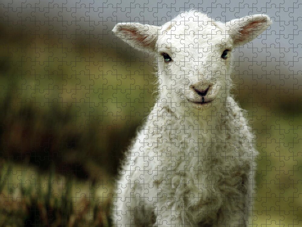 Wales Jigsaw Puzzle featuring the photograph The Lamb by Ang El