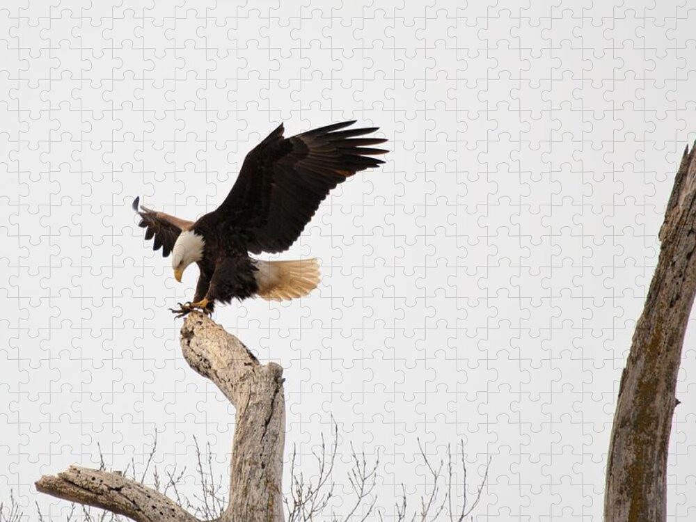 Eagle Jigsaw Puzzle featuring the photograph The Landing by Bonfire Photography