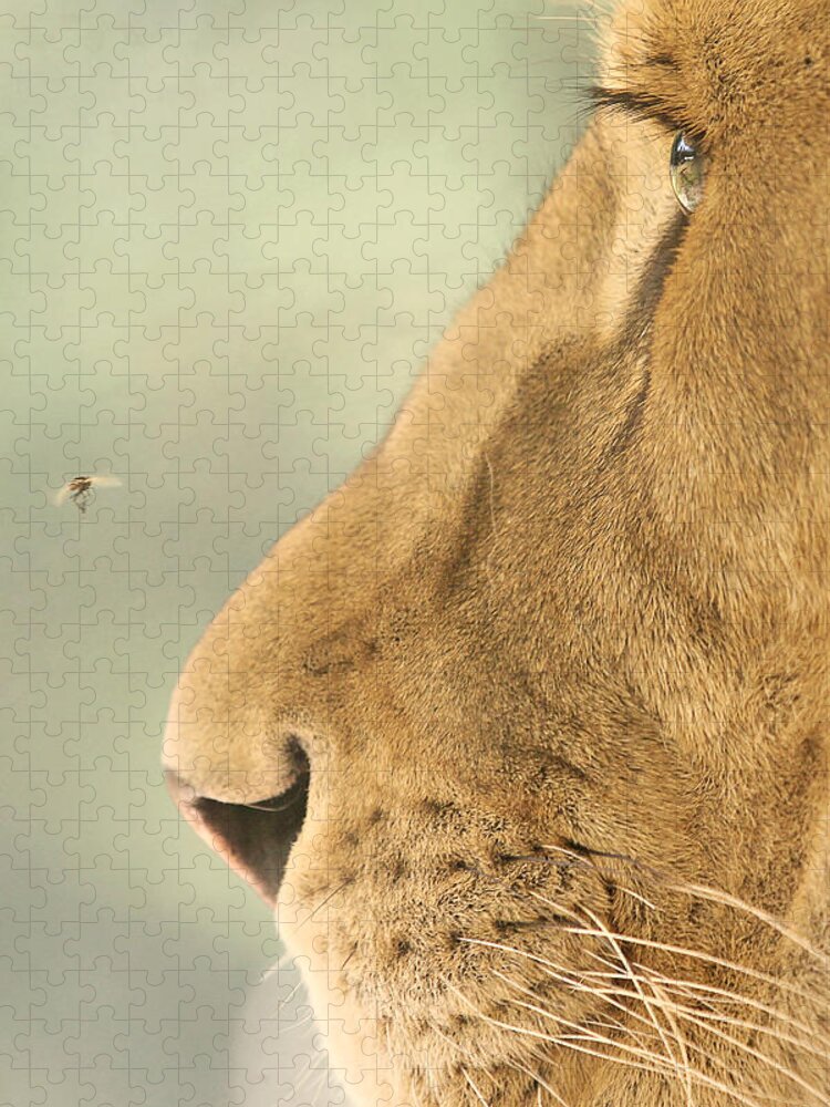 Nature Jigsaw Puzzle featuring the photograph The Lion and The Fly by Carrie Ann Grippo-Pike
