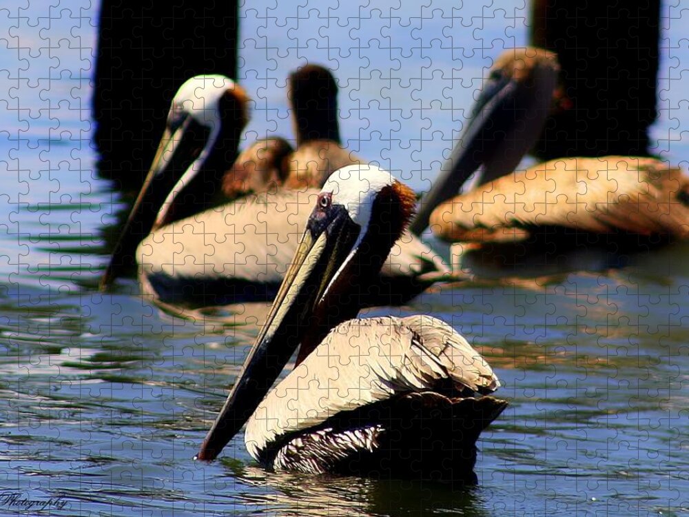 Pelican Jigsaw Puzzle featuring the photograph The Lovely Pelican by Debra Forand