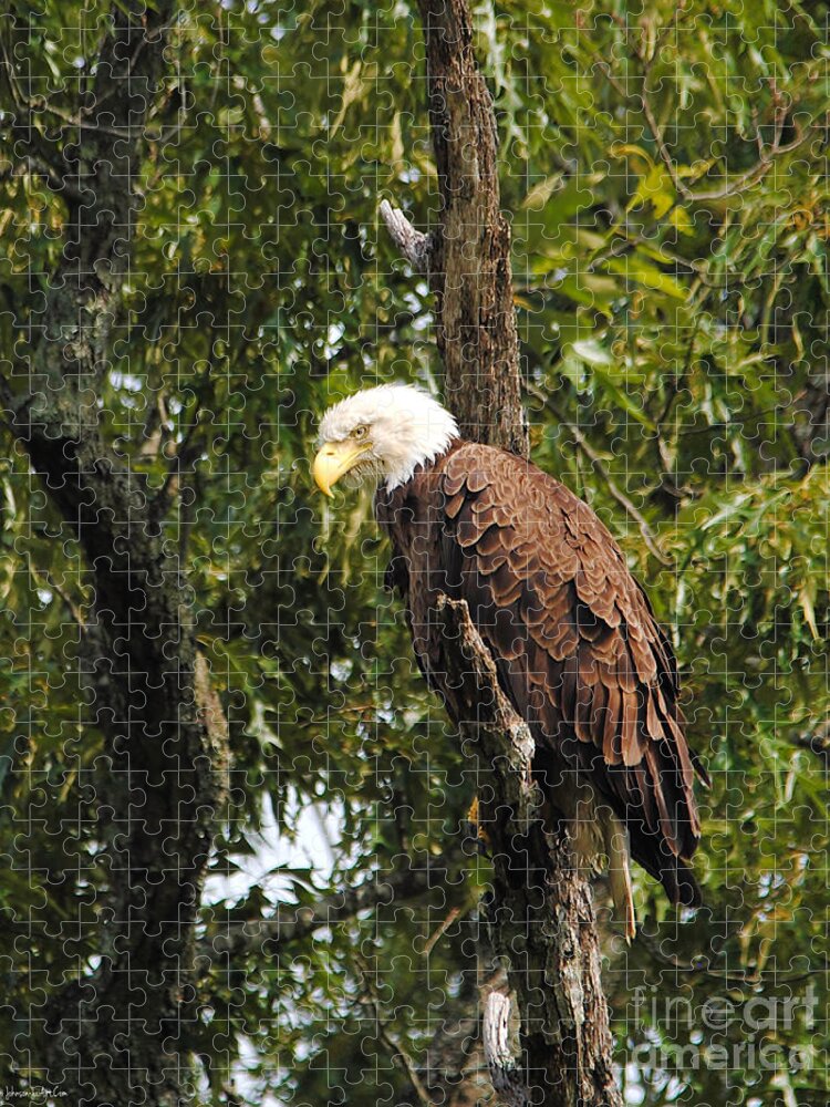 Bald Eagle Jigsaw Puzzle featuring the photograph The Morning After by Jai Johnson