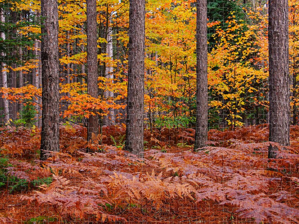 The Pine Woods Jigsaw Puzzle featuring the photograph The Pine Woods by Rachel Cohen