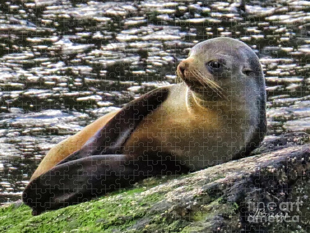 New Zealand Jigsaw Puzzle featuring the photograph The Posing Seal by Jennie Breeze