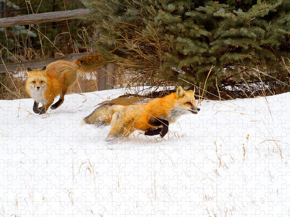 Red Fox Photograph; Red Fox Chase Photograph; Red Fox Chase Canvas Print Jigsaw Puzzle featuring the photograph The Race is On by Jim Garrison