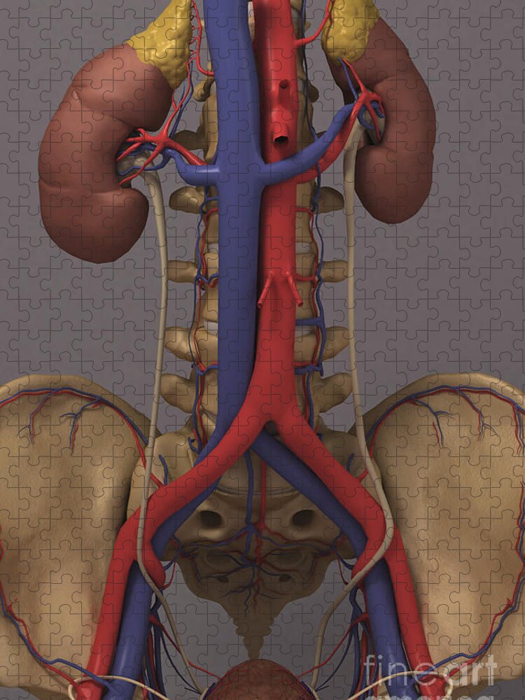 Skeleton Jigsaw Puzzle featuring the photograph The Renal System by Science Picture Co