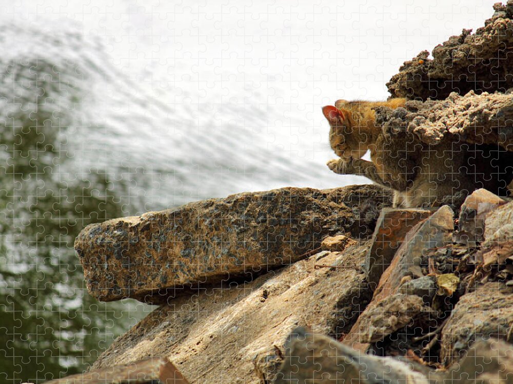 Cat Jigsaw Puzzle featuring the photograph The River Life 3 of 3 by Jason Politte