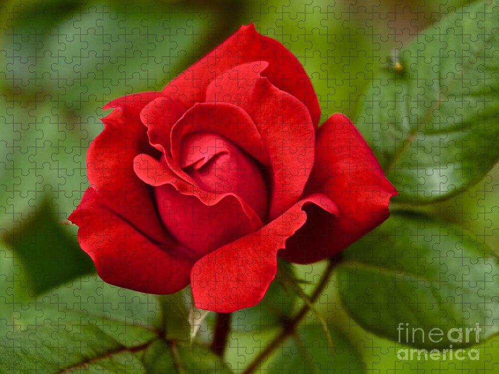 Red Jigsaw Puzzle featuring the photograph The Rose by William Norton