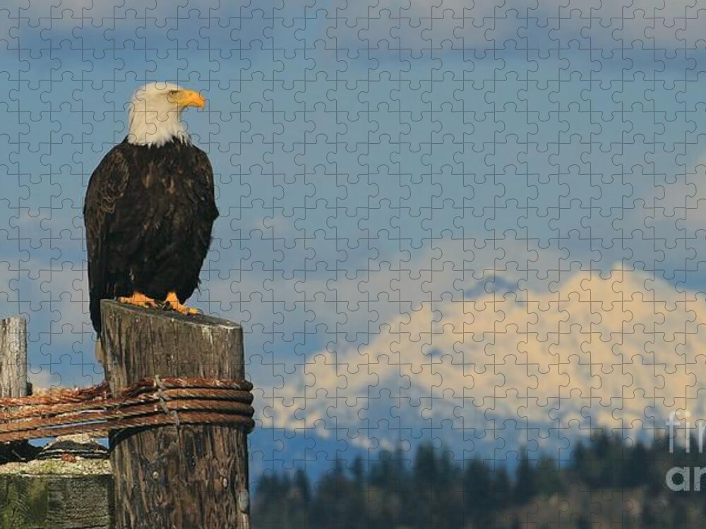 Eagle Jigsaw Puzzle featuring the photograph The Sentinel by Winston Rockwell