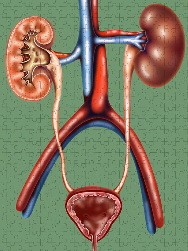 Illustration Jigsaw Puzzle featuring the photograph The Urinary System by Gwen Shockey