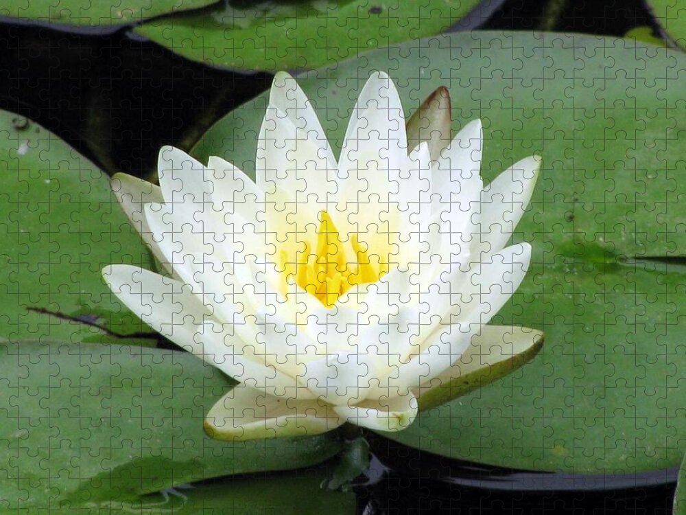 Water Lilies Jigsaw Puzzle featuring the photograph The Water Lilies Collection - 04 by Pamela Critchlow