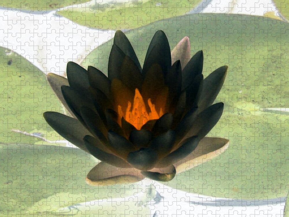 Water Lilies Jigsaw Puzzle featuring the photograph The Water Lilies Collection - PhotoPower 1037 by Pamela Critchlow