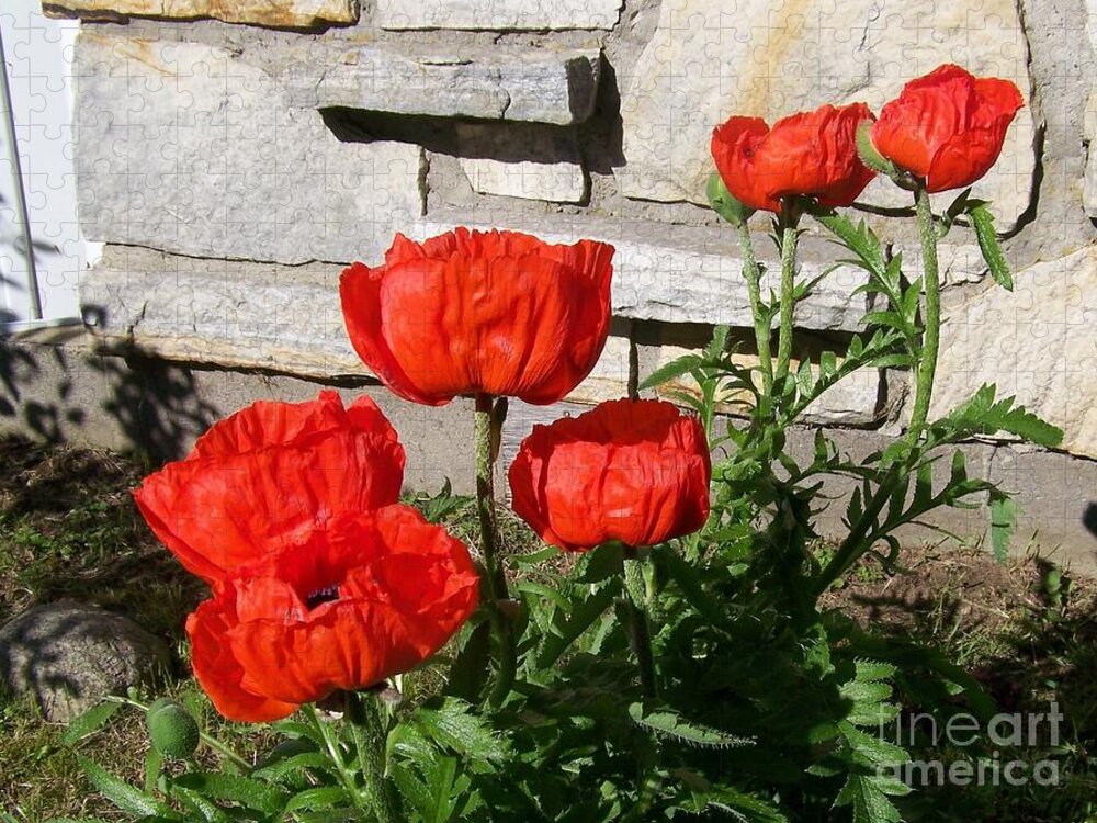 Poppies Jigsaw Puzzle featuring the photograph The whole litter.... by Jackie Mueller-Jones