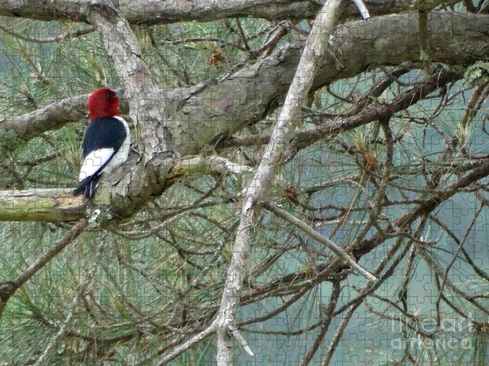 Woodpecker Jigsaw Puzzle featuring the photograph The Woodpecker by Joseph Baril