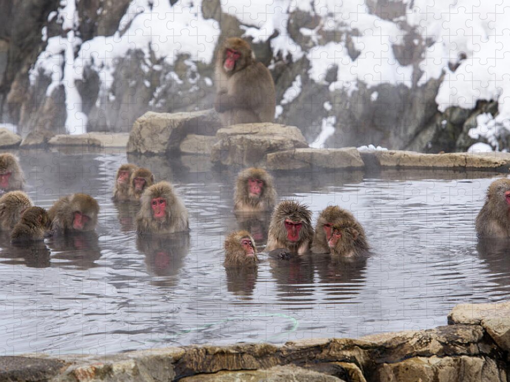 Snow Jigsaw Puzzle featuring the photograph The World Of Snow Monkey by I Love Photo And Apple.