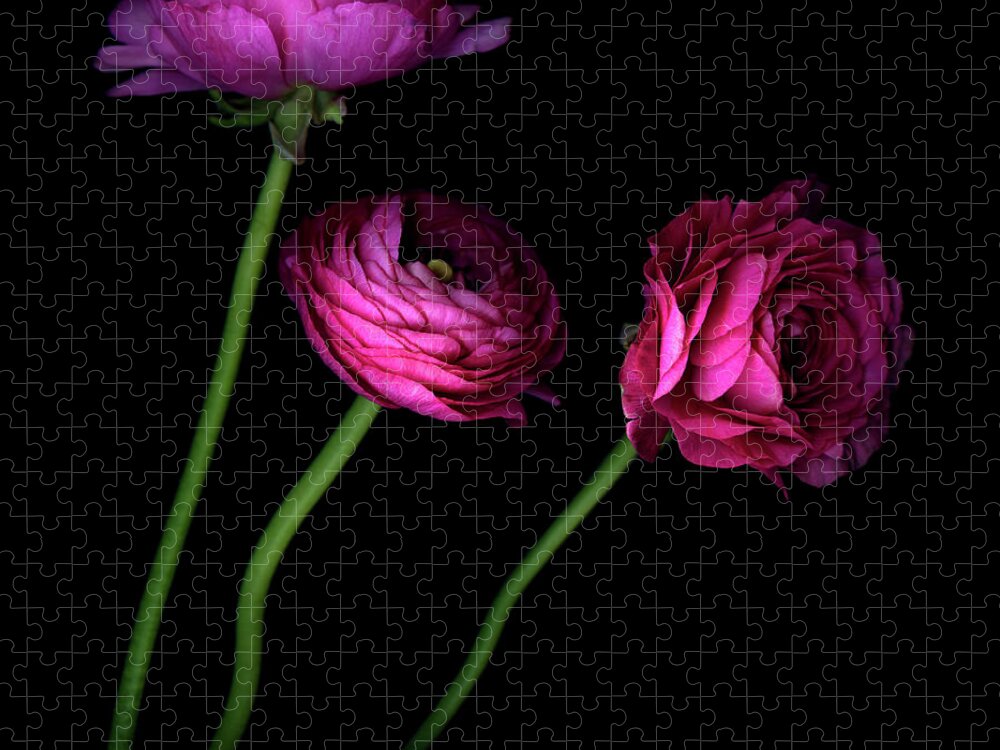 Black Background Jigsaw Puzzle featuring the photograph These Three Hot Pink Ranunculus by Photograph By Magda Indigo