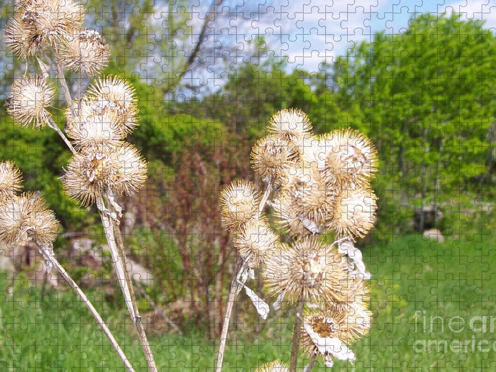 Thistle Jigsaw Puzzle featuring the photograph Thistle Me This by Mary Mikawoz