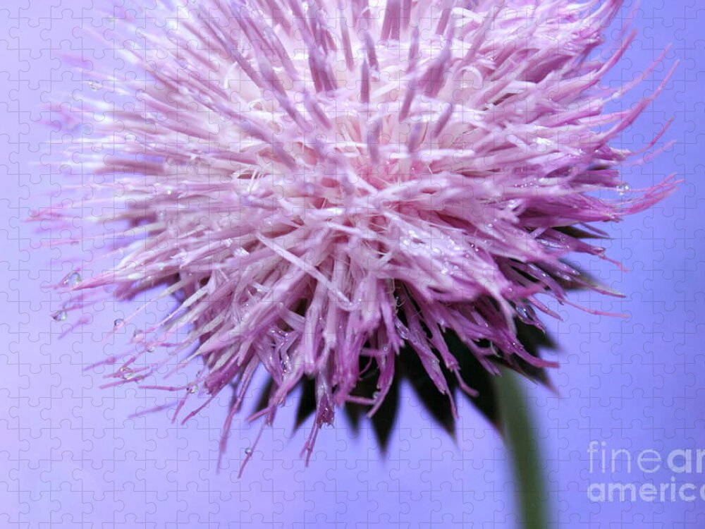Thistle Jigsaw Puzzle featuring the photograph Thistle Queen by Krissy Katsimbras