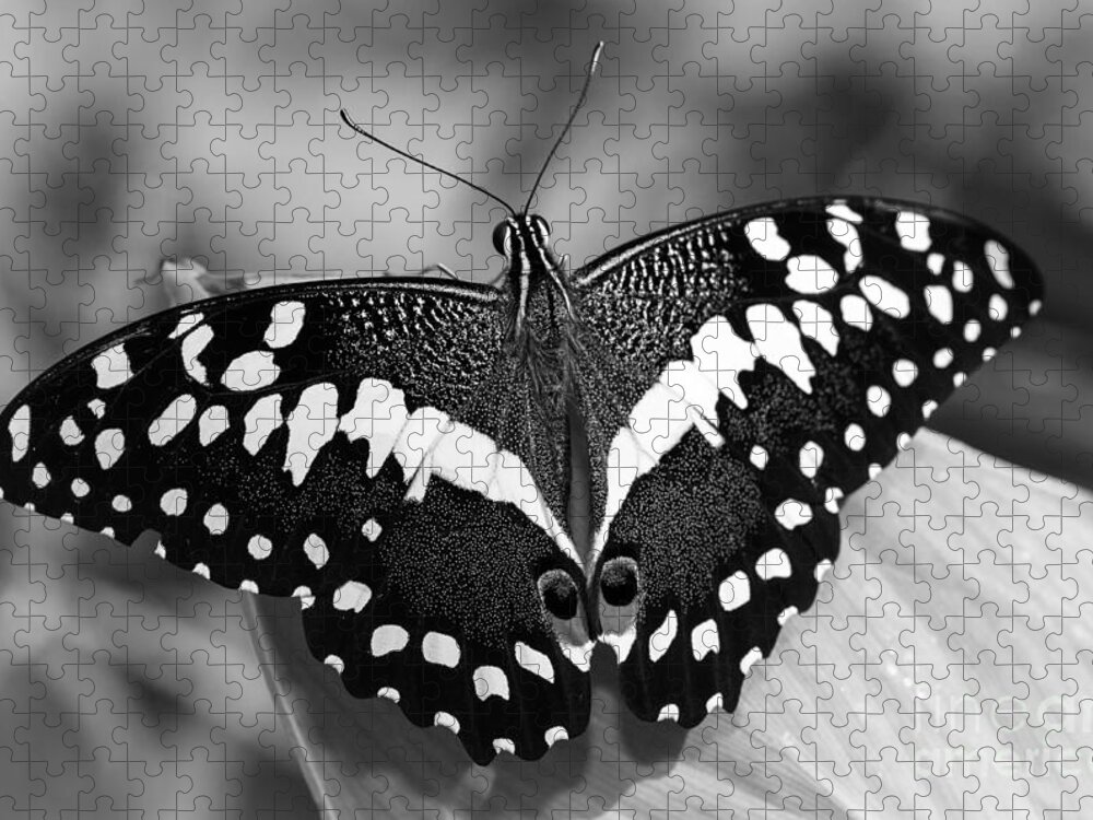 Thoas Swallowtail Butterfly Jigsaw Puzzle featuring the photograph Thoas Swallowtail II by Tamara Becker
