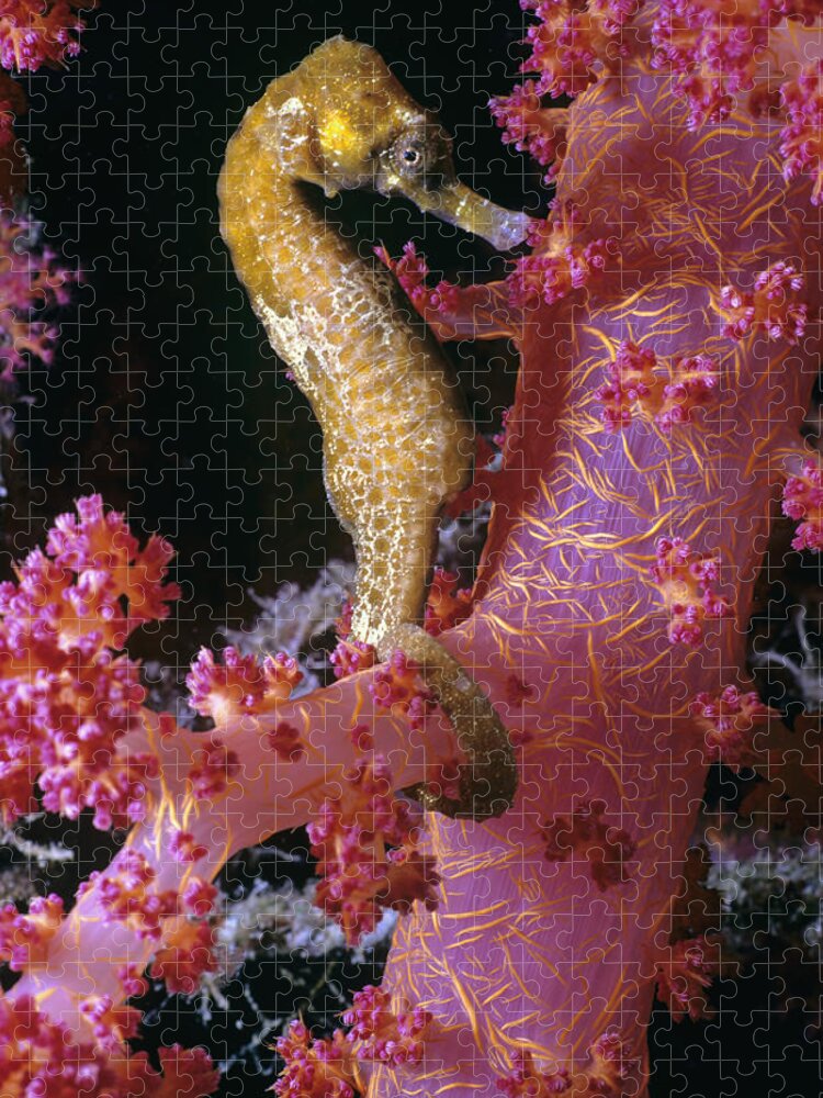 Actinopterygii Jigsaw Puzzle featuring the photograph Thorny Sea Horse by Jeff Rotman