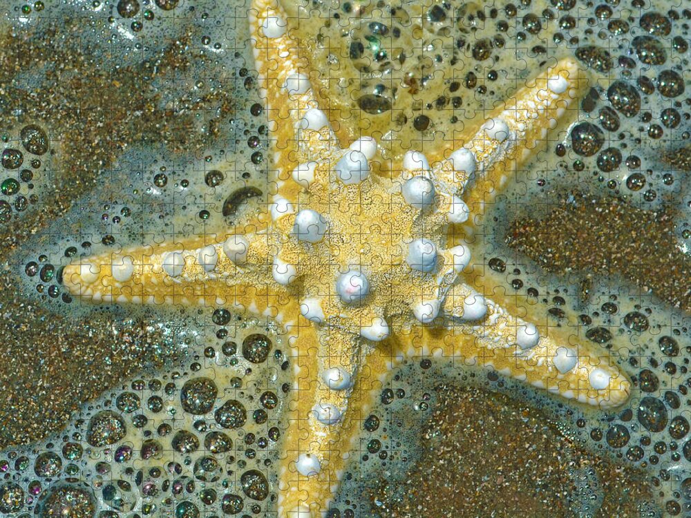 Thorny Starfish Jigsaw Puzzle featuring the photograph Thorny Starfish by Sandi OReilly