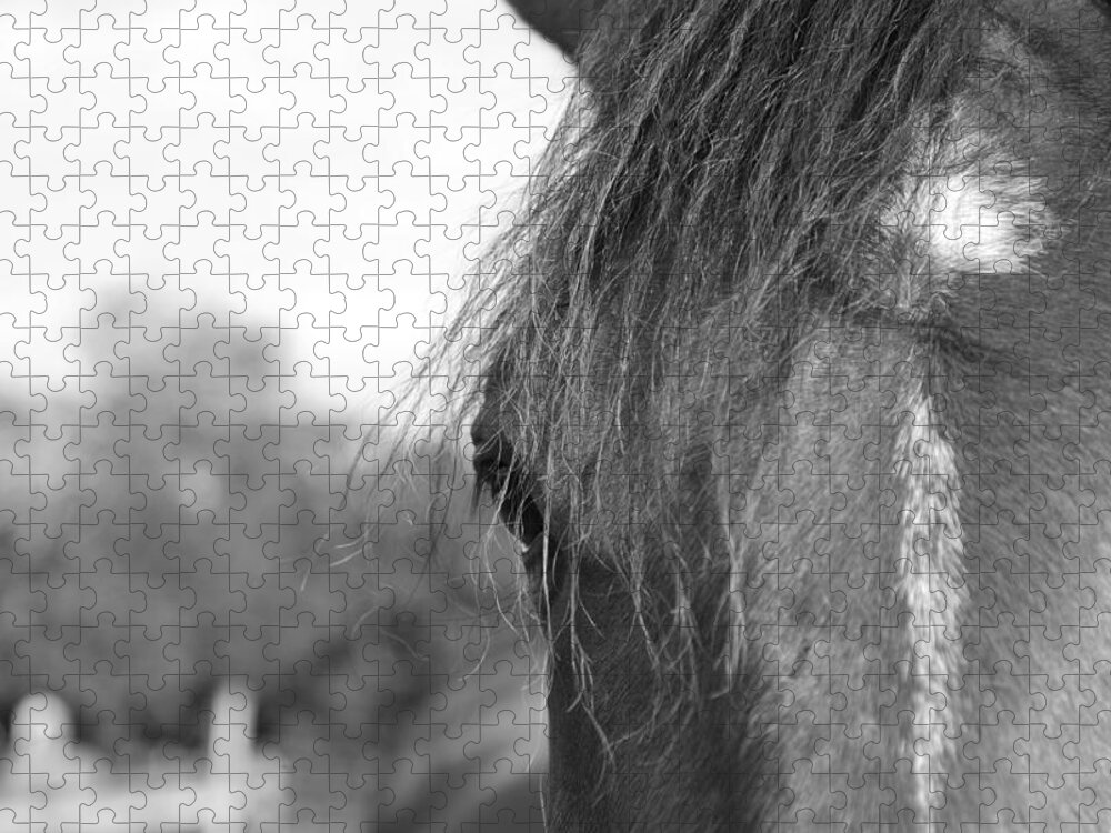 Thoroughbred Jigsaw Puzzle featuring the photograph Thoroughbred b/w by Jennifer Ancker