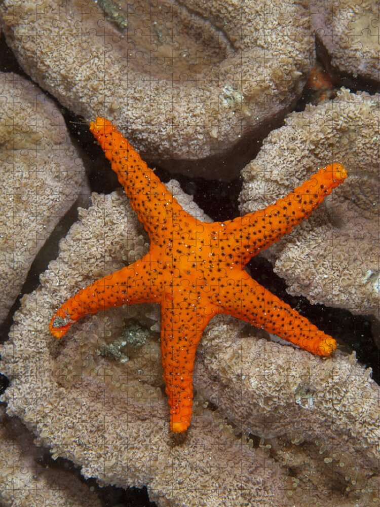 Flpa Jigsaw Puzzle featuring the photograph Thousand-pores Starfish On Coral by Colin Marshall