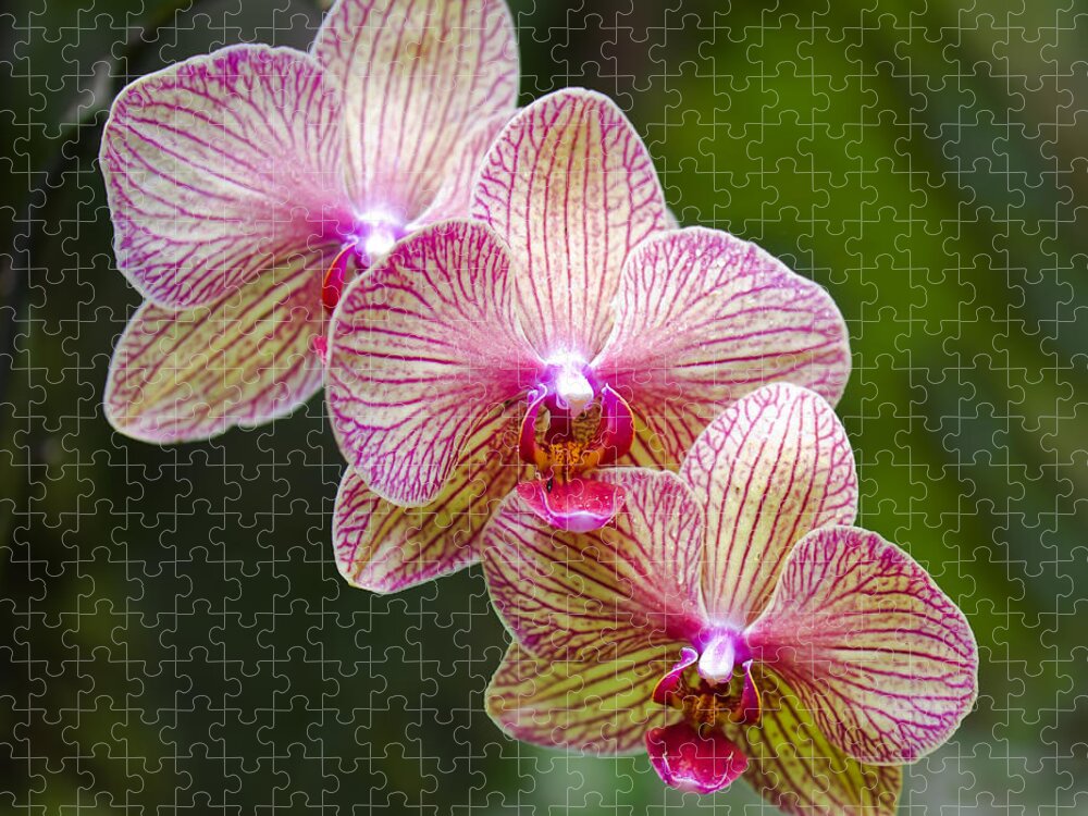 Flower Jigsaw Puzzle featuring the photograph Three Amigos by Jean-Pierre Ducondi
