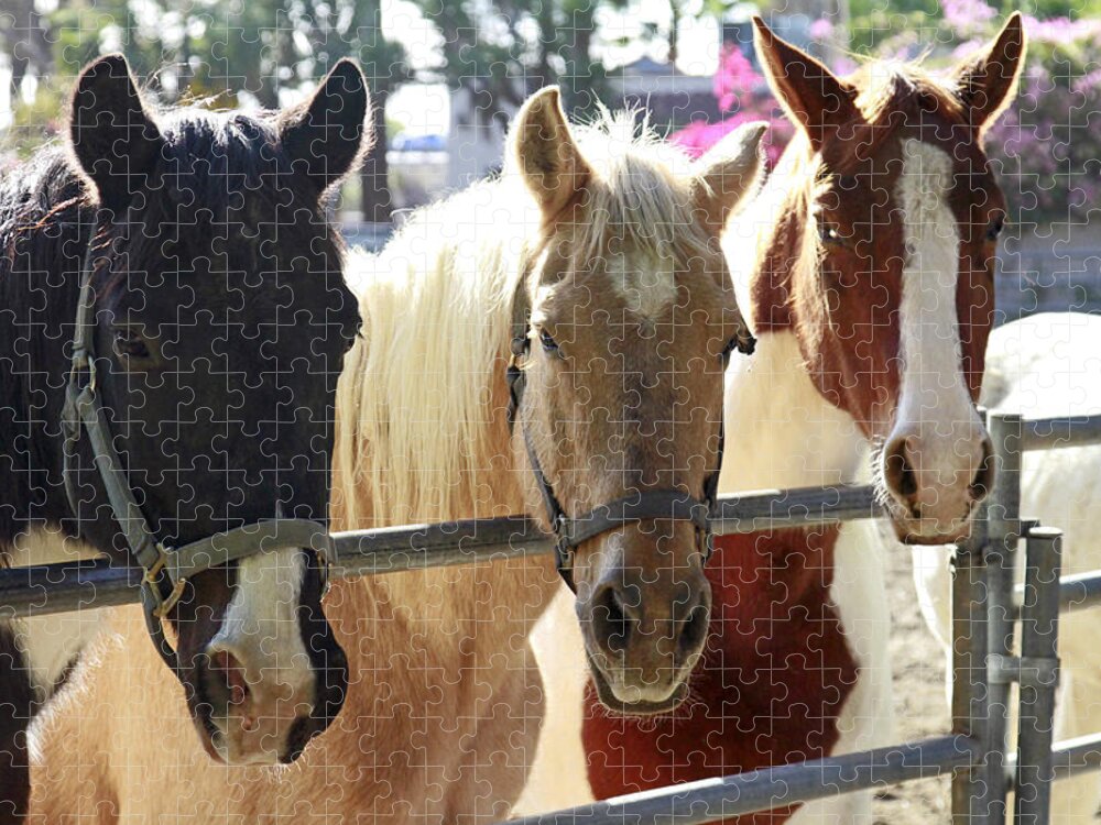 Horses Jigsaw Puzzle featuring the photograph Three Amigos by Shoal Hollingsworth