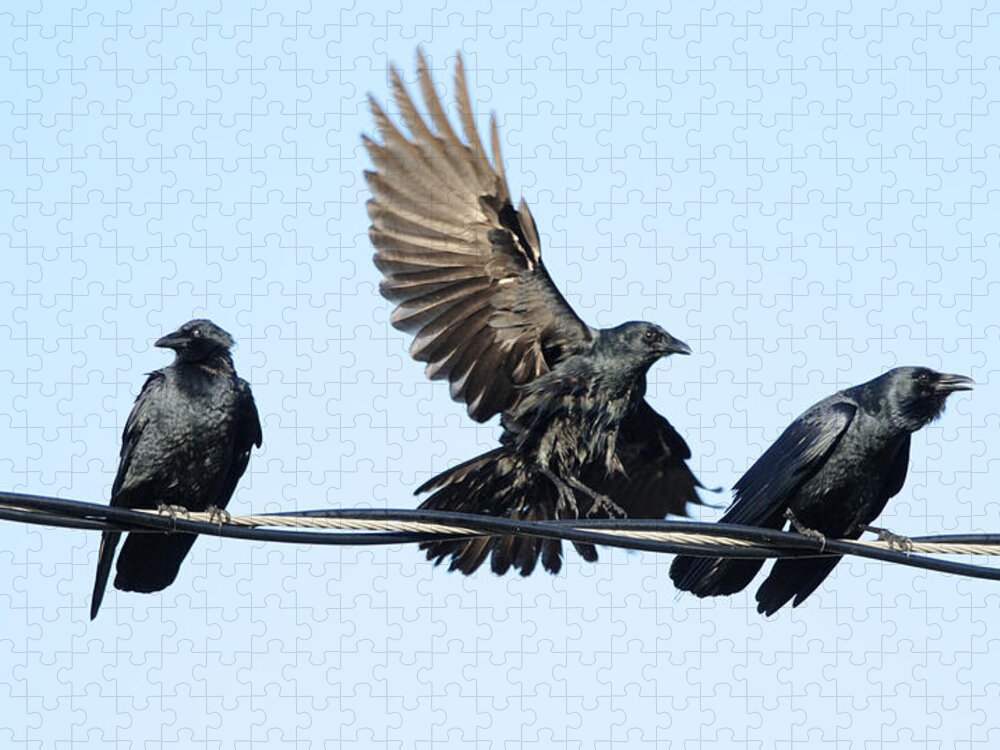 Crow Jigsaw Puzzle featuring the photograph Three Crows on a Wire. by Bradford Martin