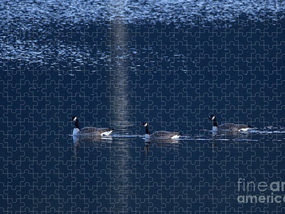 Cackling Geese Jigsaw Puzzle featuring the photograph Three Geese Swimming by Sharon Talson