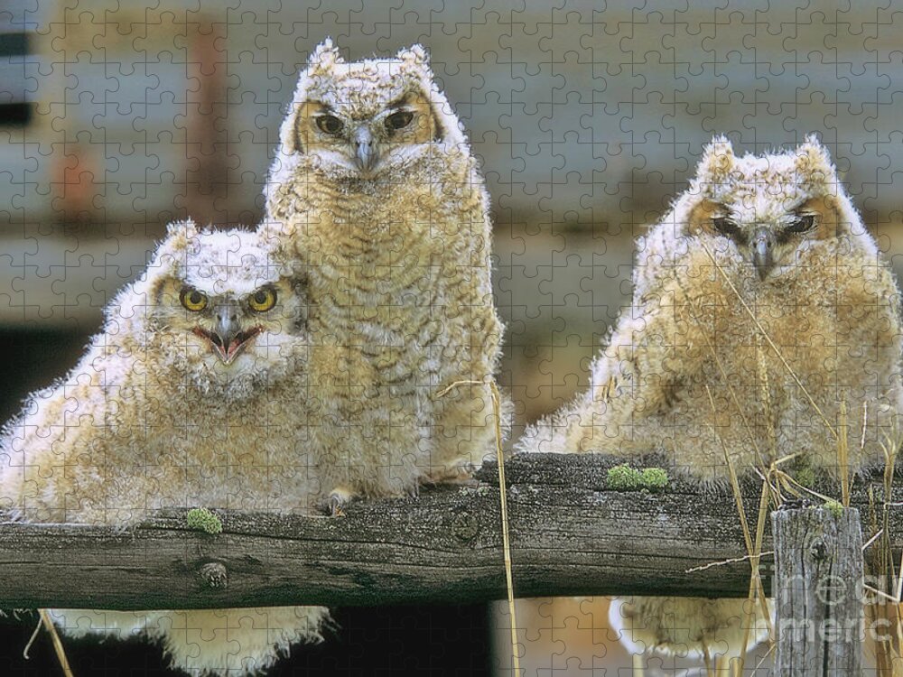 Owls Jigsaw Puzzle featuring the photograph Three Great-Horned Owl Chicks by Gary Beeler