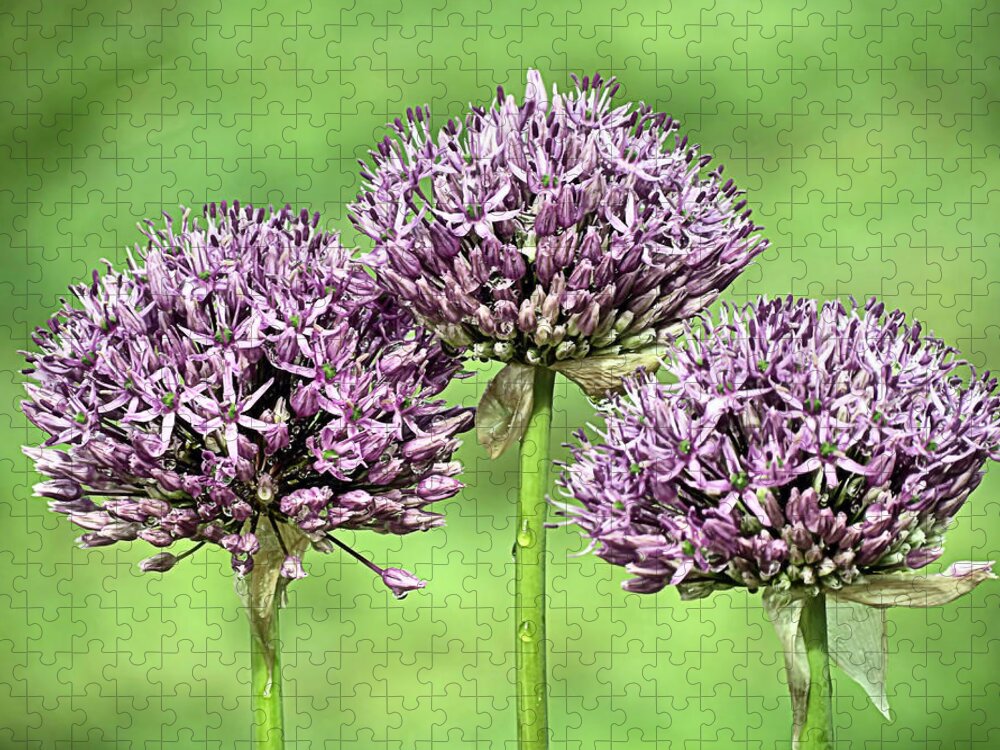 Purple Sensation Allium Jigsaw Puzzle featuring the photograph Three Purple Sensation Alliums by Janice Drew