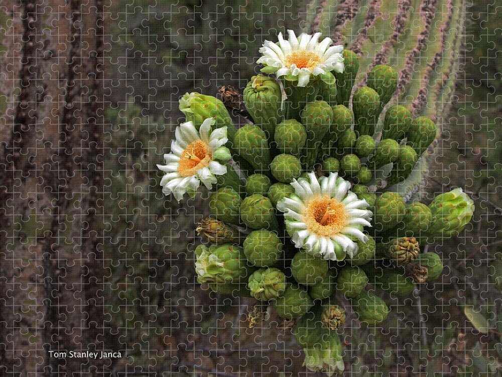 Three Saguaro Blossoms Jigsaw Puzzle featuring the photograph Three Saguaro Blossoms And Many Buds by Tom Janca