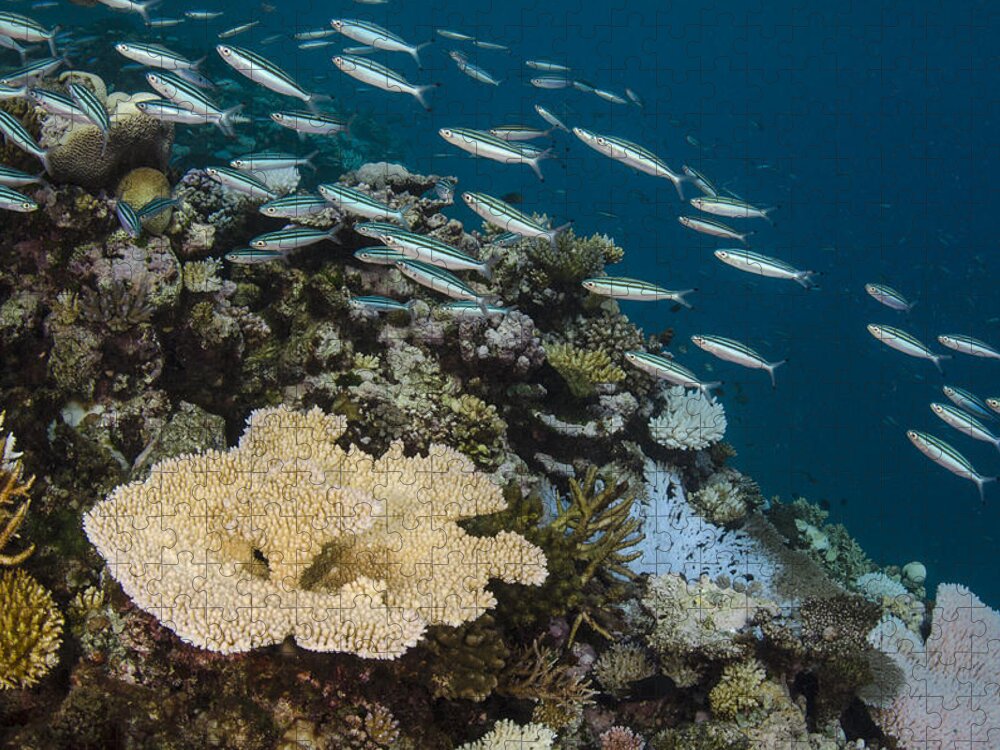 Pete Oxford Jigsaw Puzzle featuring the photograph Three-striped Fusiliers And Coral Reef by Pete Oxford