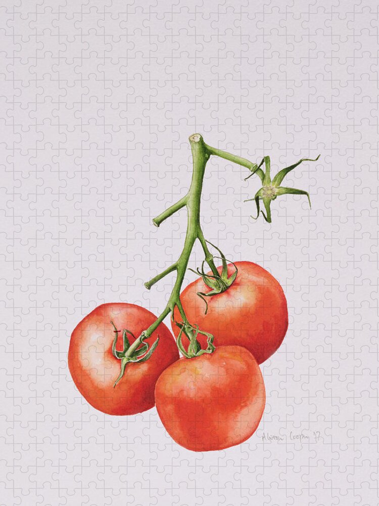 Watercolor Jigsaw Puzzle featuring the painting Three Tomatoes on the Vine by Alison Cooper