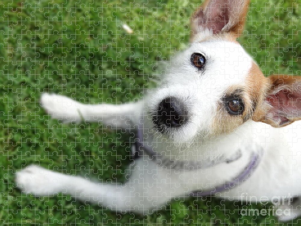 Jack Russell Jigsaw Puzzle featuring the photograph Throw it again by Laurel Best