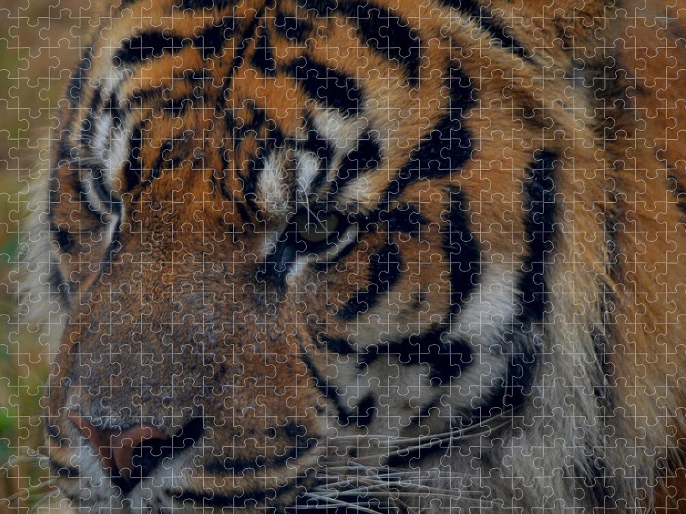Attentive Jigsaw Puzzle featuring the photograph Tiger Face by Maggy Marsh