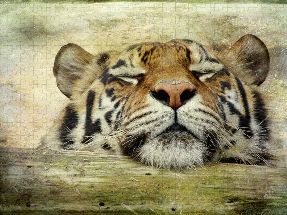 Tiger Jigsaw Puzzle featuring the photograph Tiger Snooze by Athena Mckinzie