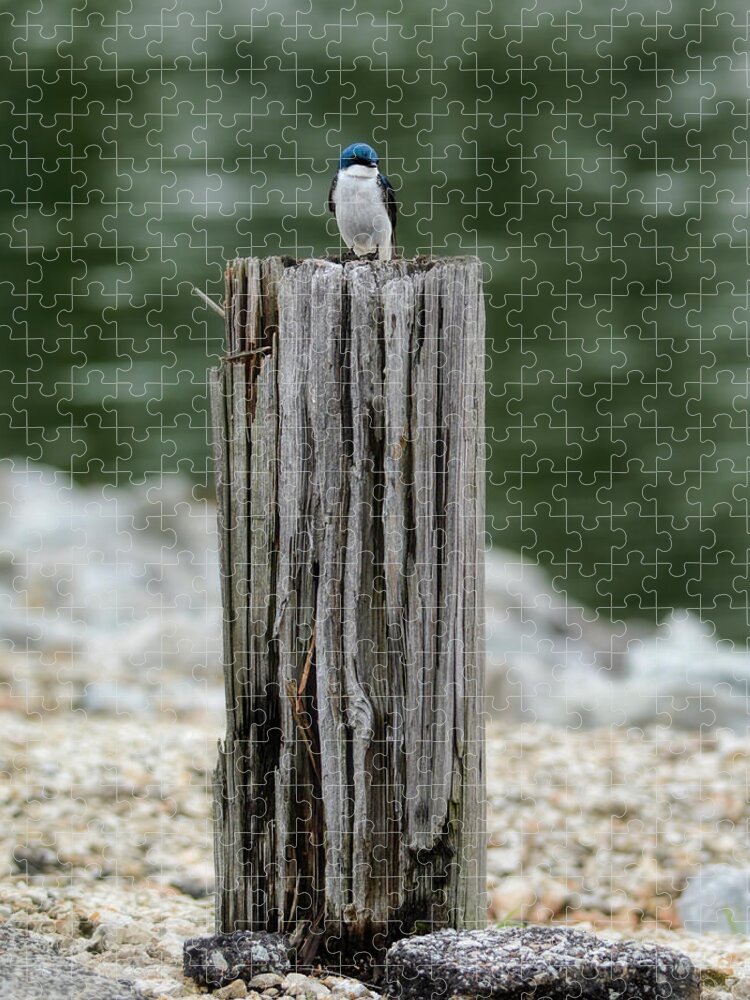 Bird Jigsaw Puzzle featuring the photograph Tiny Guardian by Jai Johnson