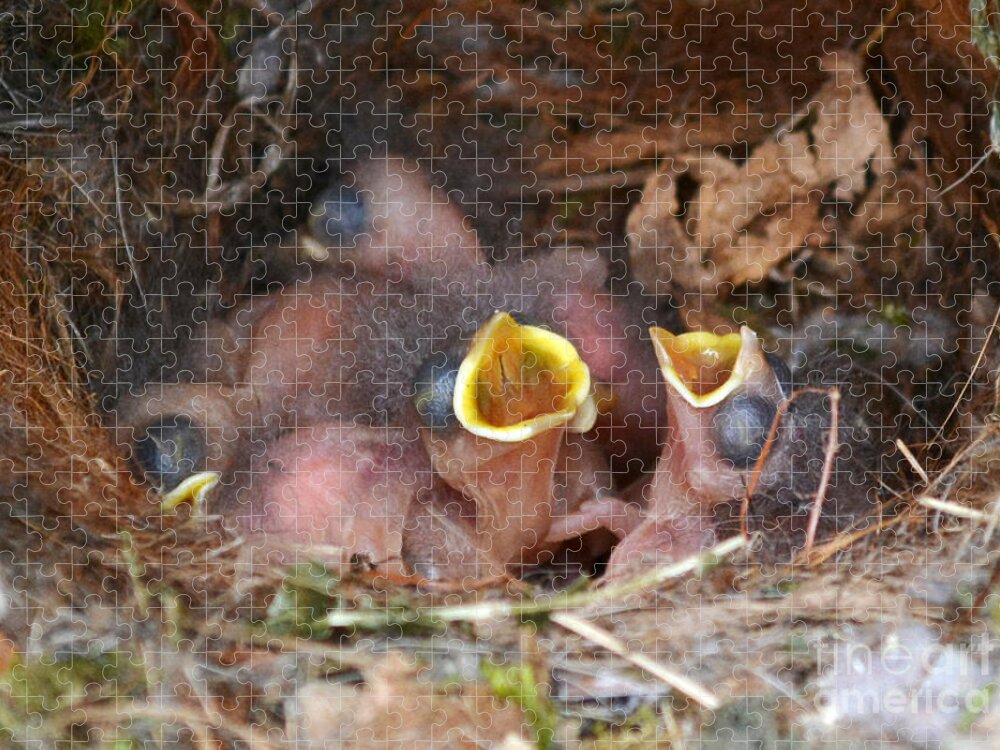 Titmouse Jigsaw Puzzle featuring the photograph Titmouse Hatchlings by Kathy Baccari