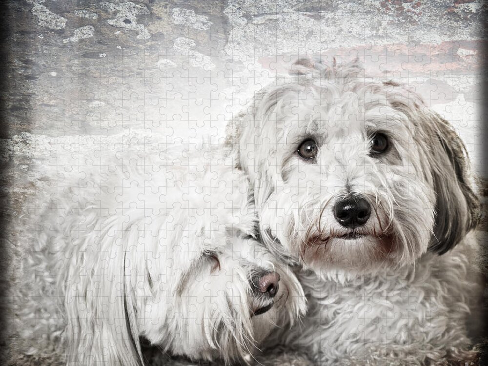 Dogs Jigsaw Puzzle featuring the photograph Together by Elena Elisseeva