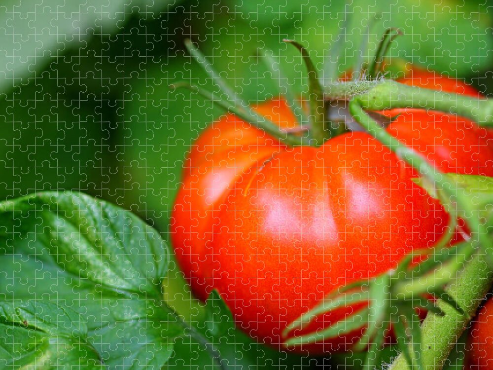 Food Jigsaw Puzzle featuring the photograph Tomato On The Vine by Debbie Oppermann