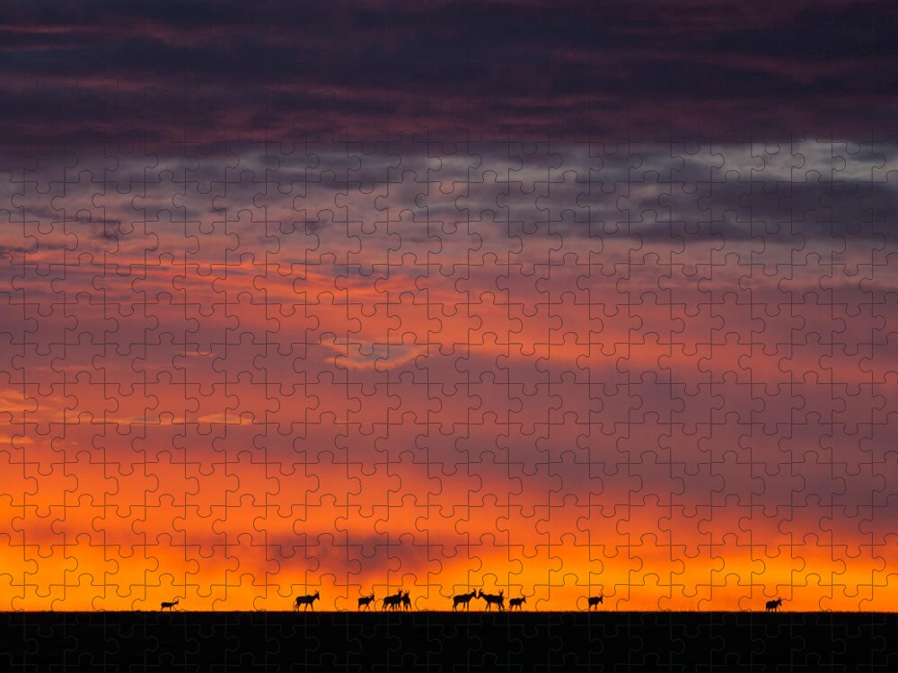 Africa Jigsaw Puzzle featuring the photograph Topi Herd Sunrise by Mike Gaudaur