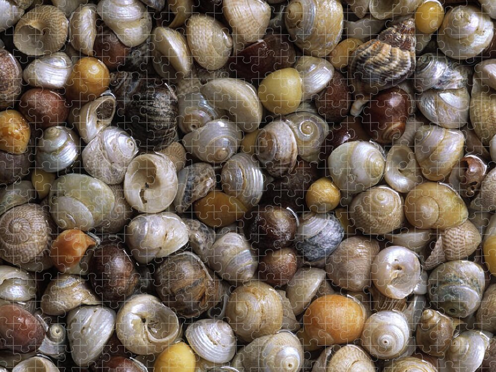 Feb0514 Jigsaw Puzzle featuring the photograph Topshells Whelk And Periwinkle Shells by Duncan Usher