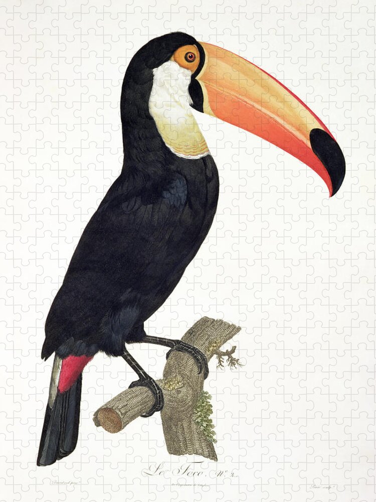 Toucan Jigsaw Puzzle featuring the painting Toucan by Jacques Barraband