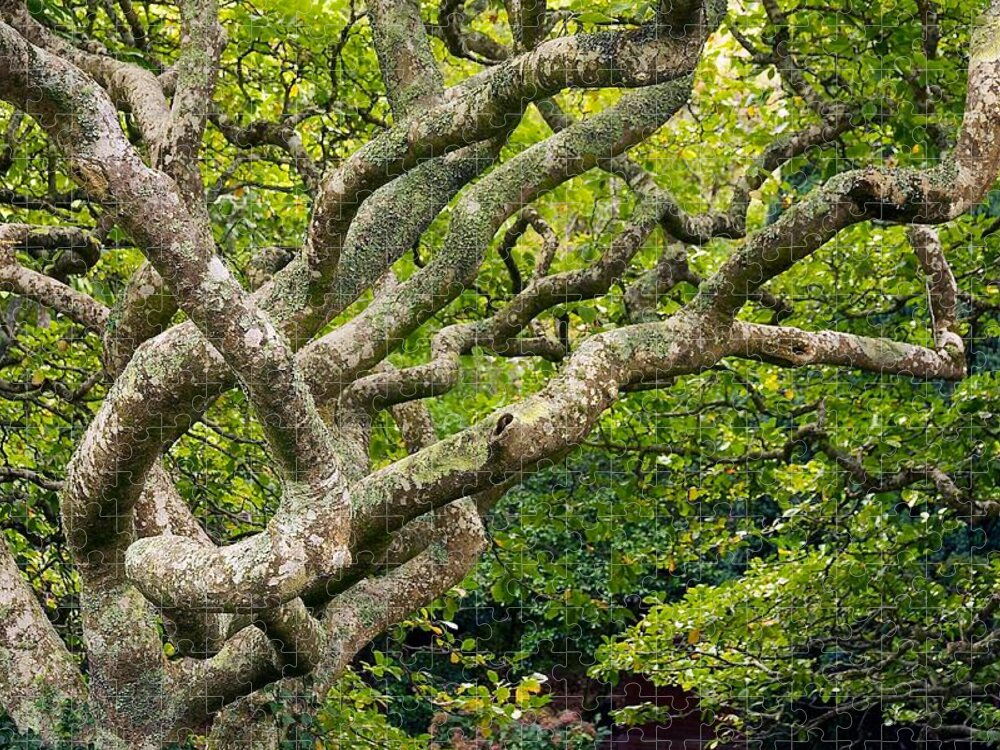 Wellington Botanical Garden Jigsaw Puzzle featuring the photograph Tree #1 by Stuart Litoff